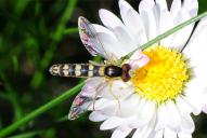 Sphaerophoria scripta