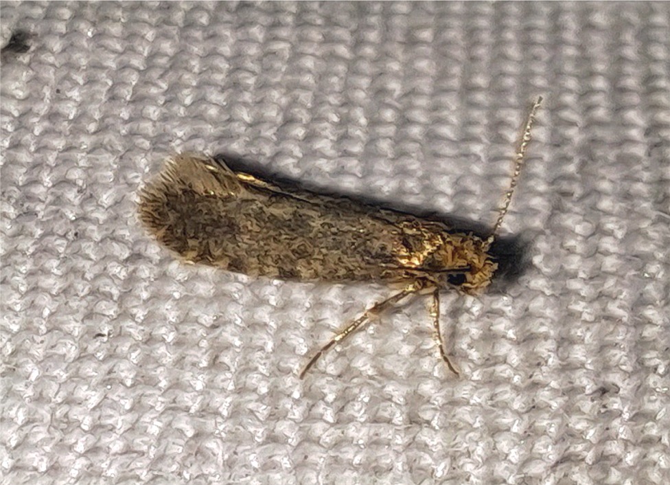 Haplotinea insectella