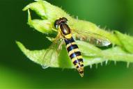 Sphaerophoria scripta