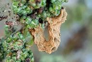 Pelurga comitata (Raupe)(Raupe)