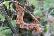 Pelurga comitata (Raupe)(Raupe)