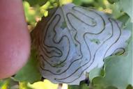 Phyllocnistis labyrinthella