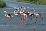 Phoenicopterus roseus