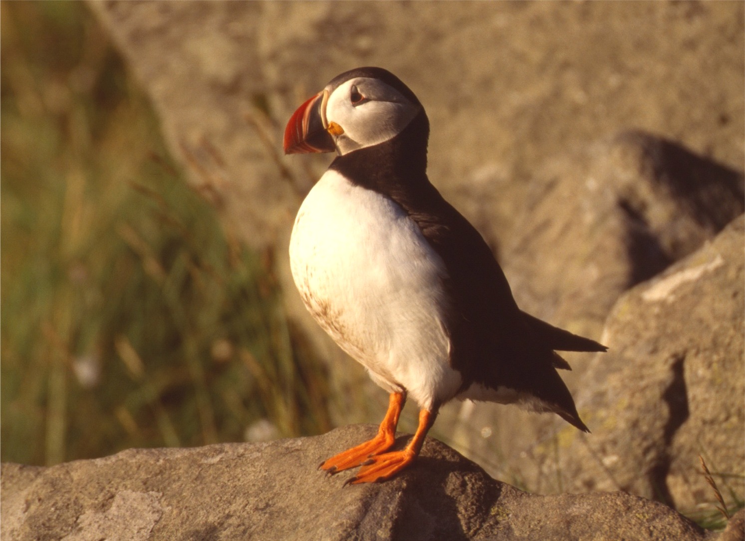 Fratercula arctica