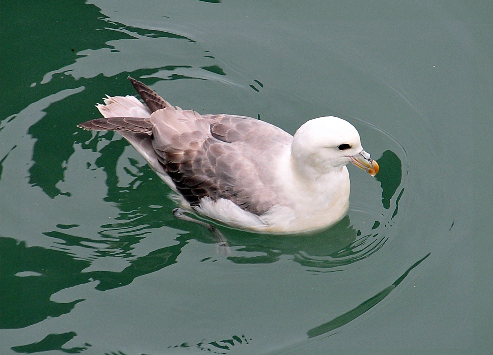 Fulmarus glacialis