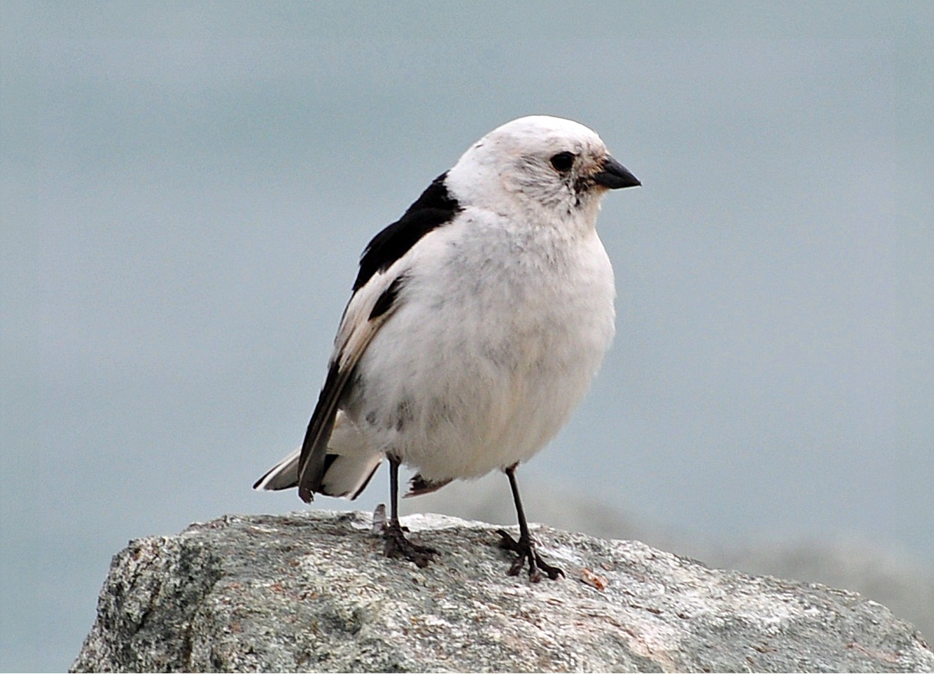 Plectrophenax nivalis(♂)