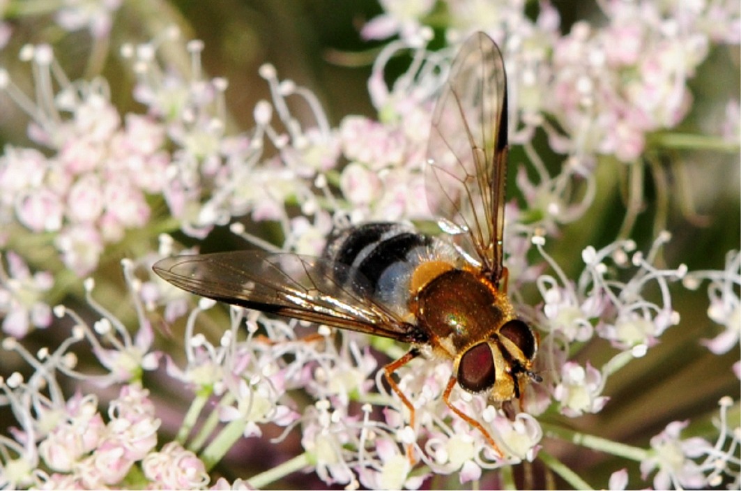 Leucozona glaucia