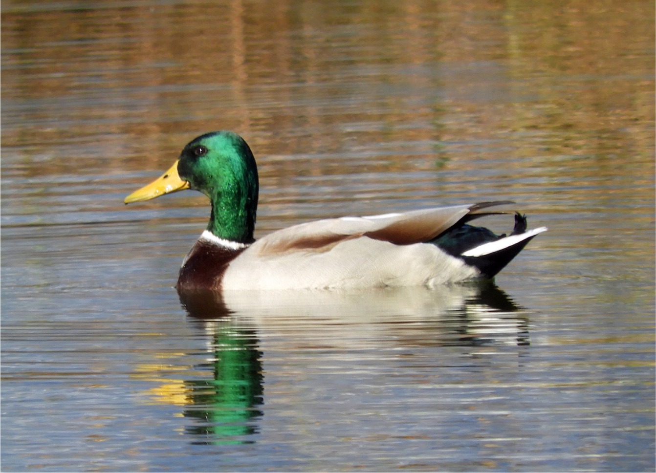 Anas platyrhynchos(♂)