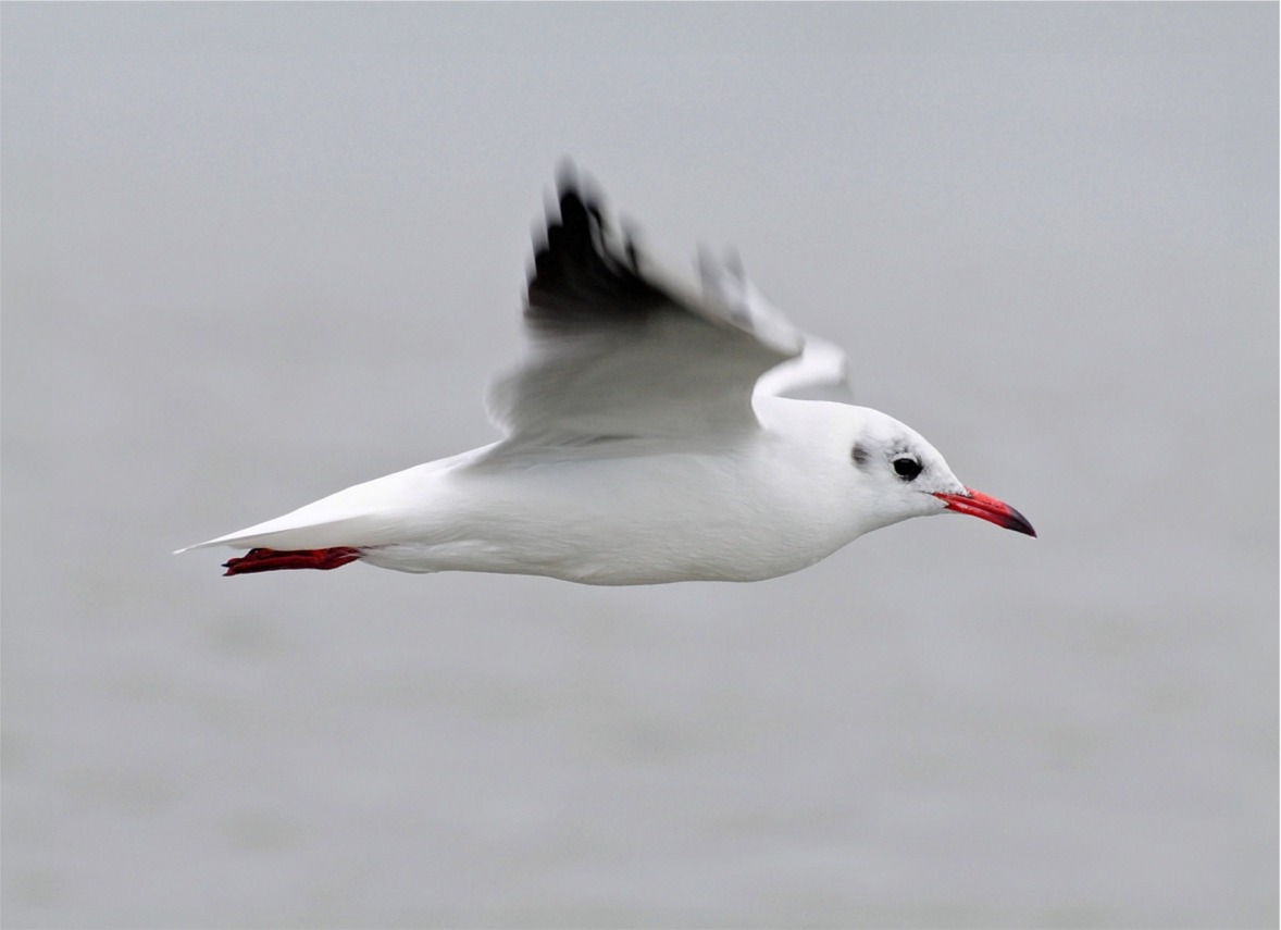 Chroicocephalus (Larus) ridibundus(schlicht)