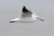 Chroicocephalus (Larus) ridibundus