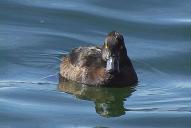 Aythya fuligula(♀)