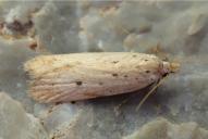 Nothris verbascella