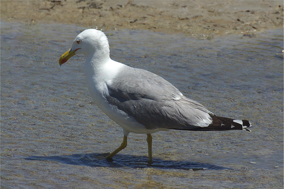 Larus michahellis