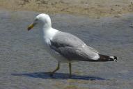 Larus michahellis