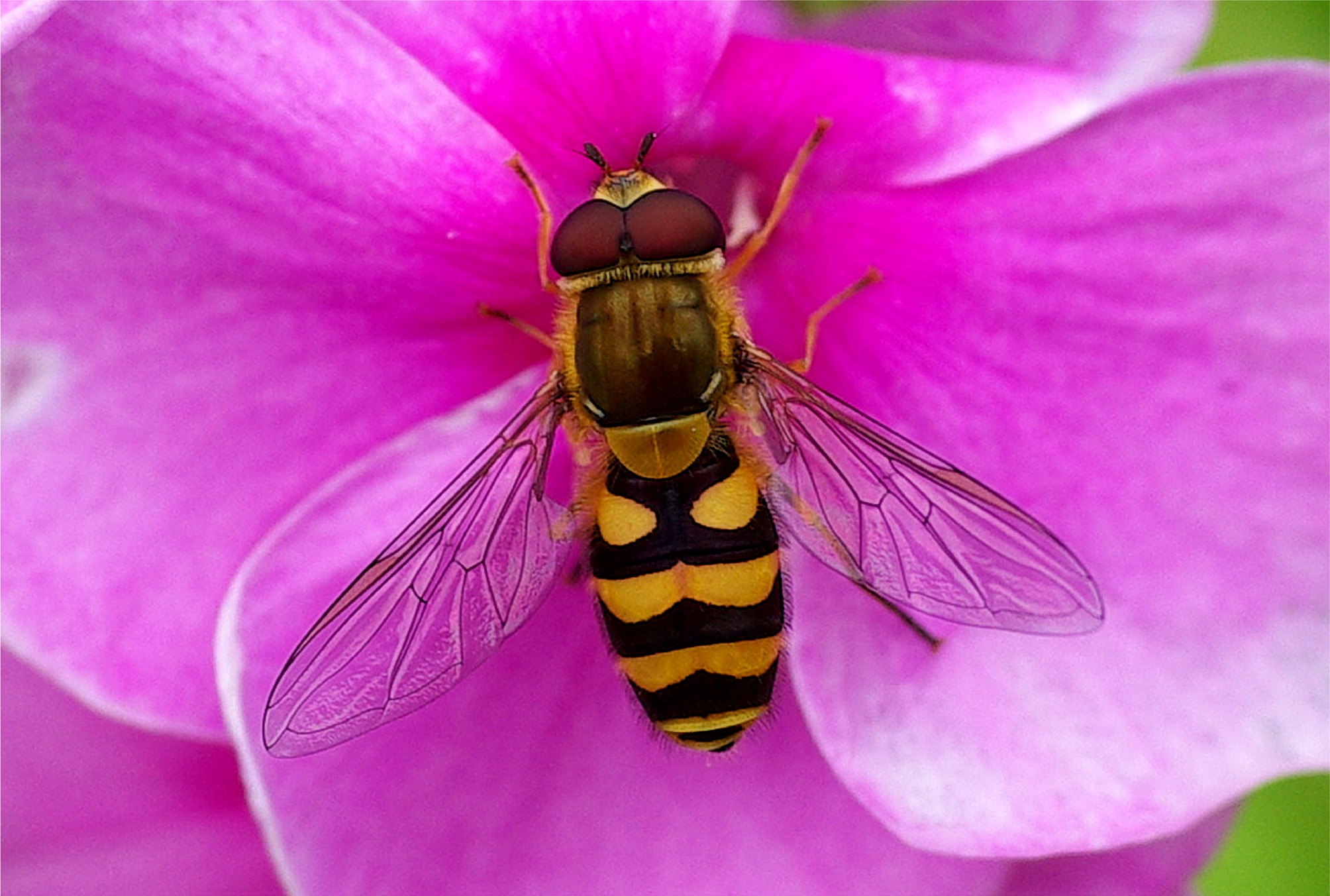 Syrphus ribesii