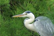 Ardea cinerea