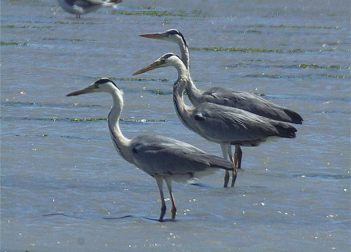 Ardea cinerea