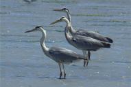 Ardea cinerea