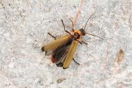 Cantharis terminata