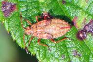 Corizus hyoscyami(Nymphe)