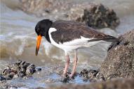Haematopus ostralegus