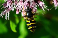 Syrphus ribesii