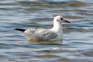Chroicocephalus (Larus) ridibundus(schlicht)