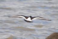 Haematopus ostralegus