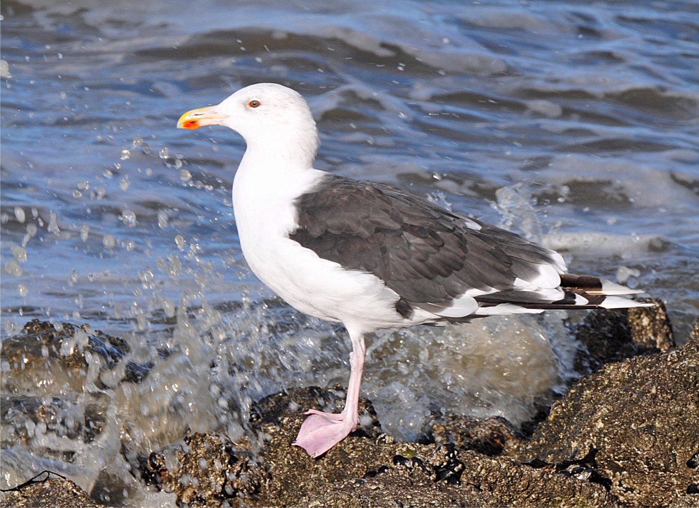 Larus marinus