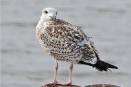 Larus marinus(juvenil)