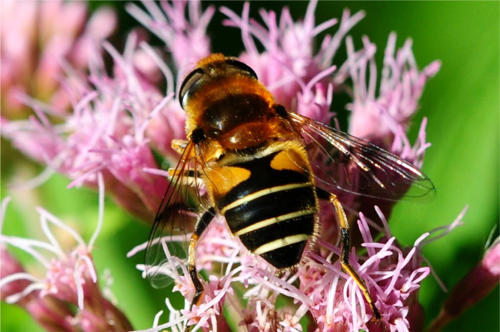 Eristalis jugorum