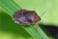 Eurygaster testudinaria