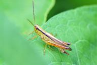 Mecostethus parapleurus(♂)