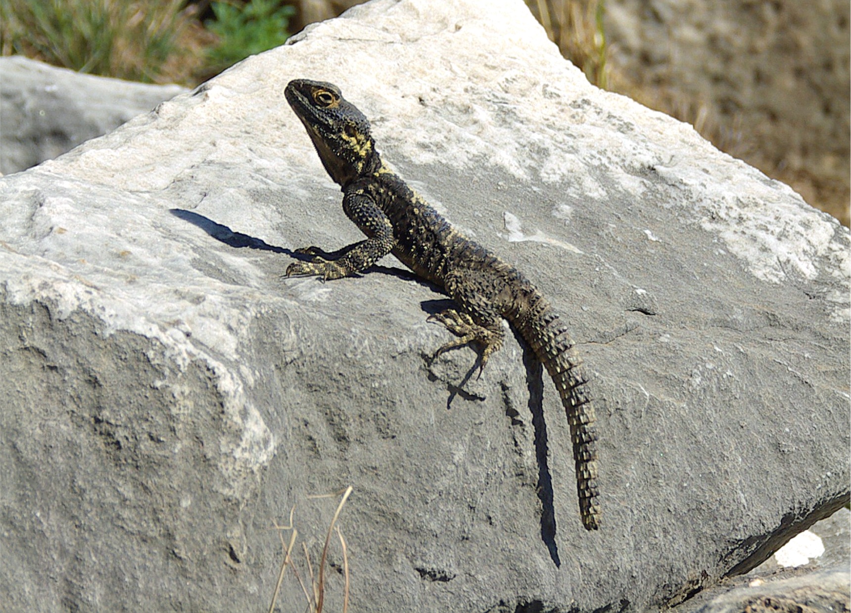 Laudakia stellio