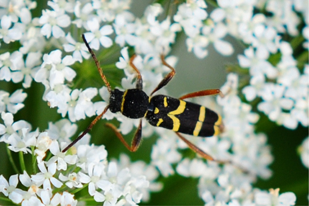 Clytus arietis