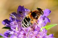 Eristalis jugorum