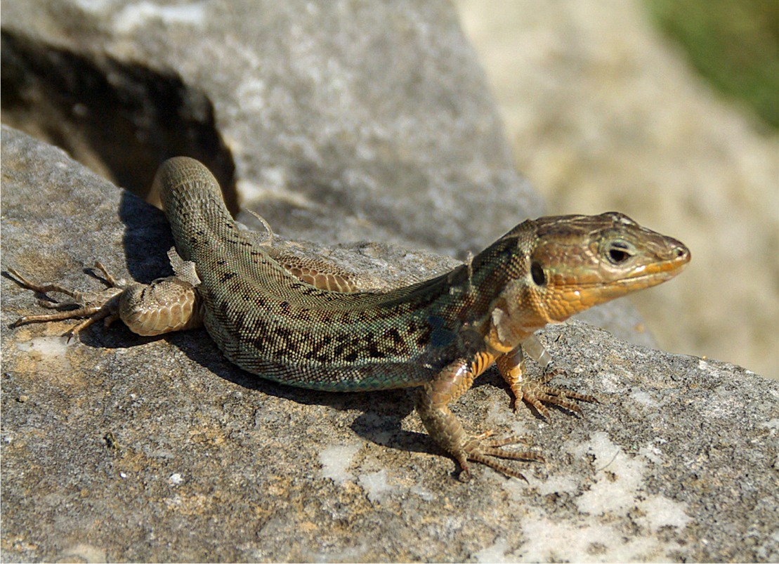 Podarcis peloponnesiacus