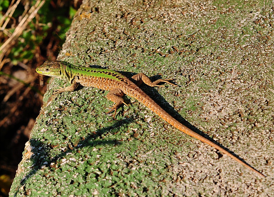 Podarcis siculus