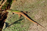Podarcis siculus