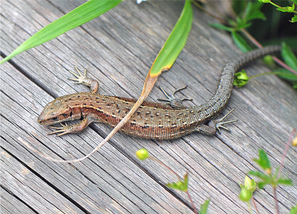 Zootoca vivipara