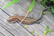 Zootoca vivipara