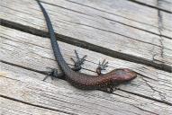 Zootoca vivipara(juvenil)