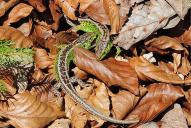 Lacerta agilis(♂♂)