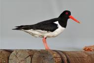 Haematopus ostralegus