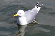 Larus argentatus