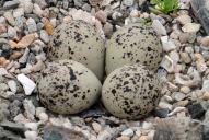 Charadrius hiaticula(Gelege)