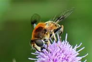 Eristalis jugorum