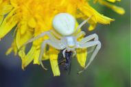 Misumena vatia(♀)
