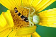 Misumena vatia(♀)