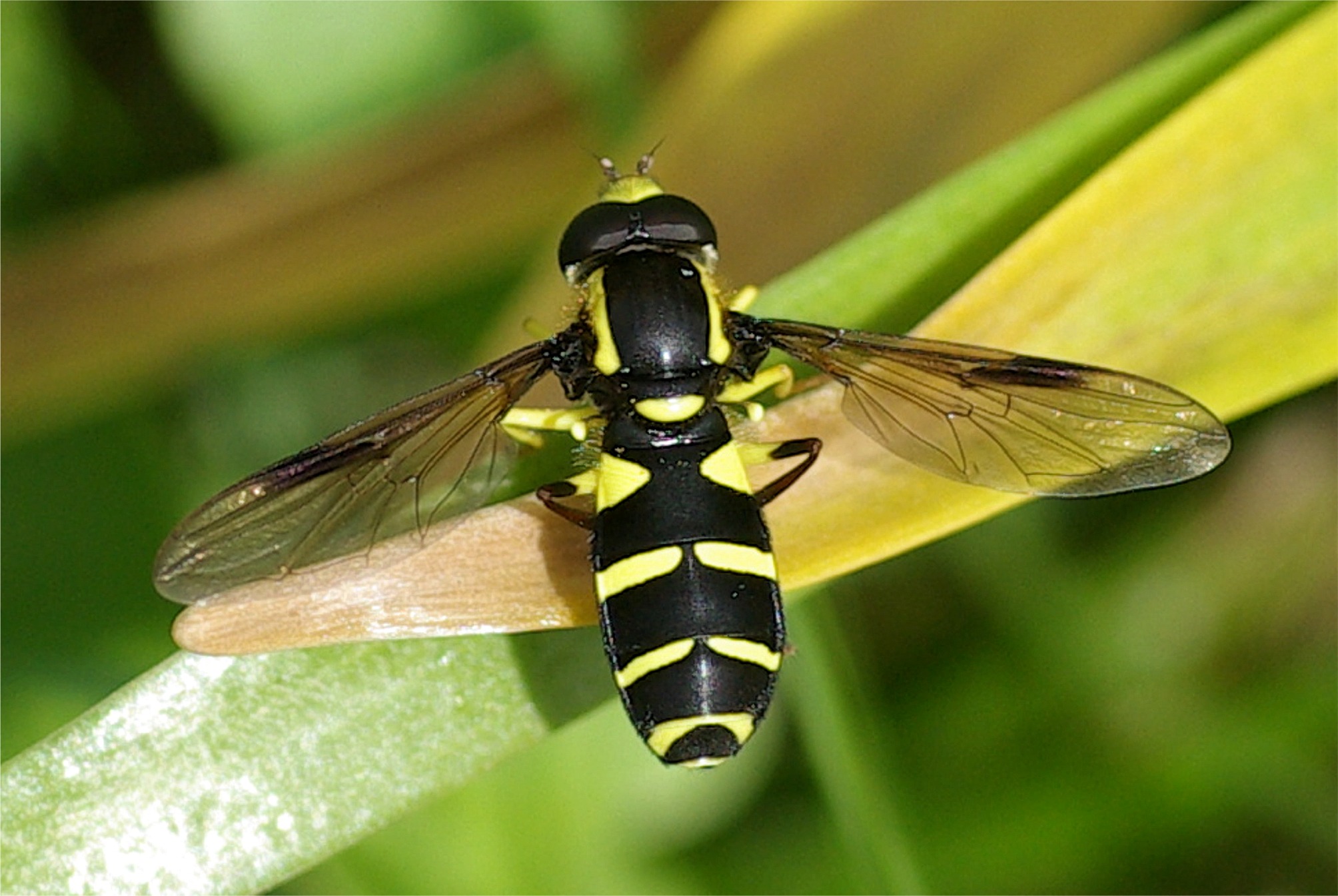 Xanthogramma pedissequum